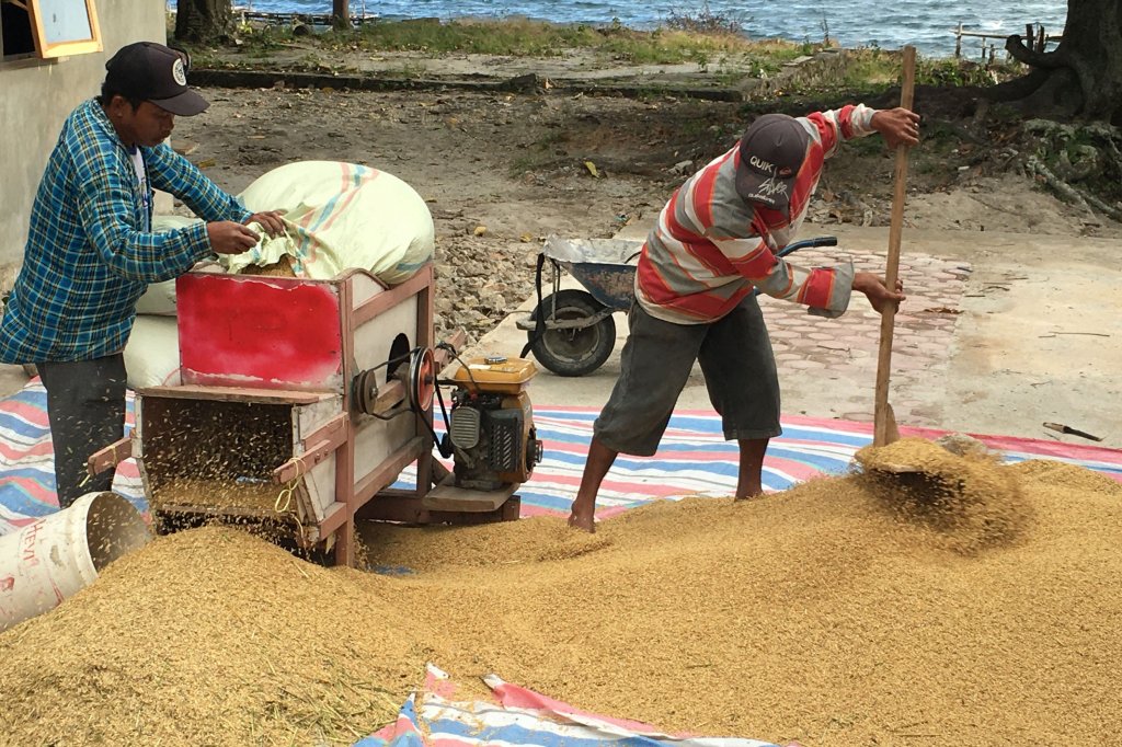 Batak winnowing rice on street Bakara,